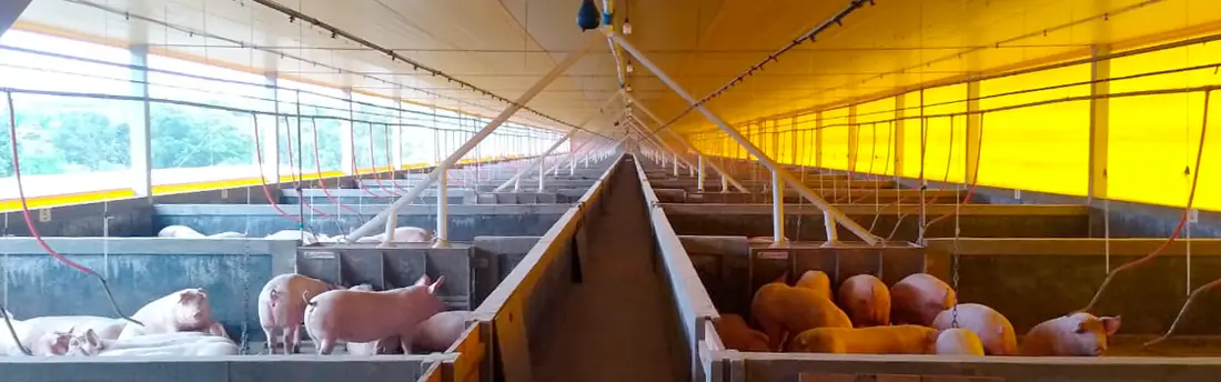 Galpão de suínos com cortinas amarelas