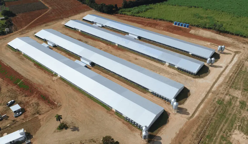 Galpões de aviários construídos no sistema chave na mão