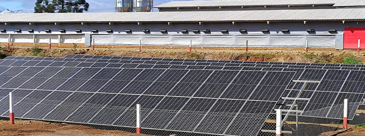 Usina fotovoltaica em frente a um aviário